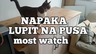 Matalinong pusa