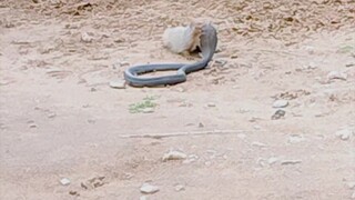 snake and mongoose fight