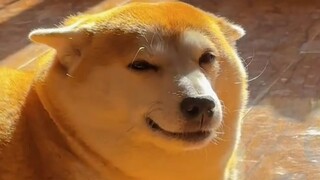 Shiba Inu, seekor anjing yang memiliki bakat lucu di dalam dirinya!