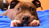 Top Funny Pitbulls 🔴 Pitbull Puppies Videos Compilation - Cachorros Pitbull Vídeo Recopilación