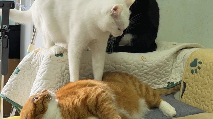 Tiga Kucing, Satu Pertunjukan