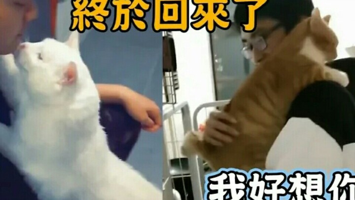 I miss you so much, my litter-mate! This affectionate kitty is just too adorable!