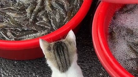 The boss said it thought the thing that jumped out was its own, hahaha, so cute!