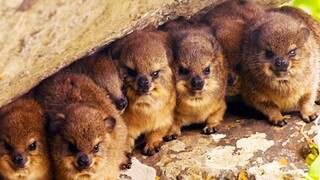 Video hyrax yang dibuang induknya karena jelek 