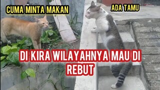 Kucing jantan paling tua Pelindung Teman-Temanya Yang Tinggal Di Basecamp Cats Lovers Tv