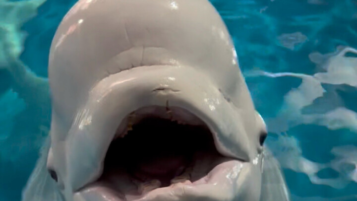 Don't joke around with Dabai!