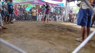 puti  amin jan lose