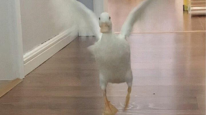 هل تطير جميع البط؟