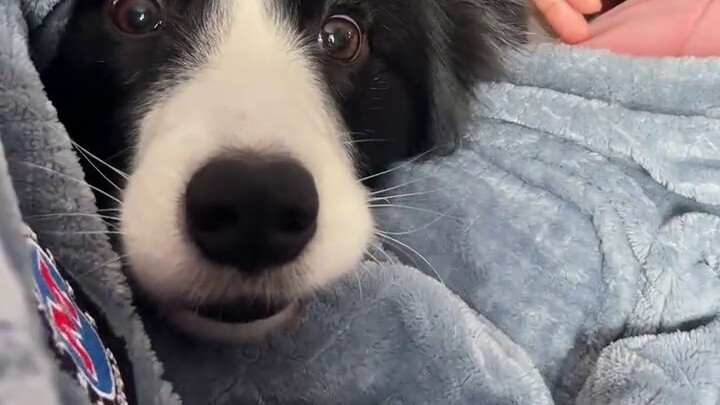Border Collie asks for a pat, and his attack is a bit fierce!