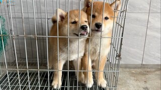 Progress 2.0 kandang anjing Daha Media, istri-istri seharga 30 ribu sudah punya nama!