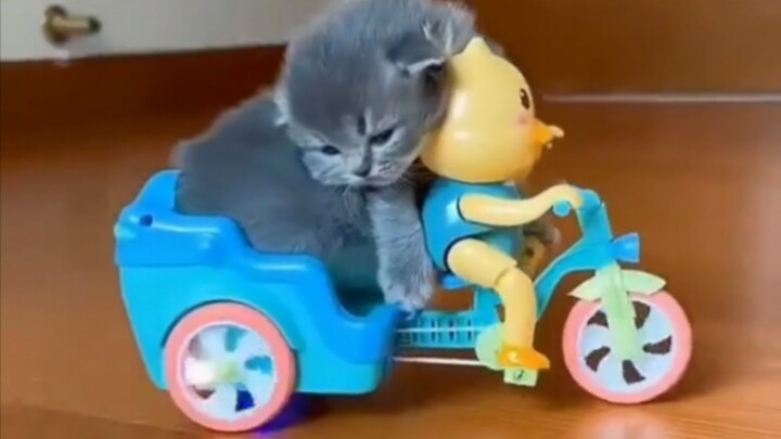 Những chú mèo dễ thương thế này ban ngày không lướt trúng thì tối nhất định không thoát!