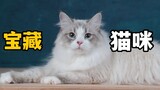 我发现了一种宝藏猫