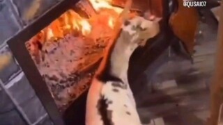 Sheep: Roast me to cheer everyone up 😂