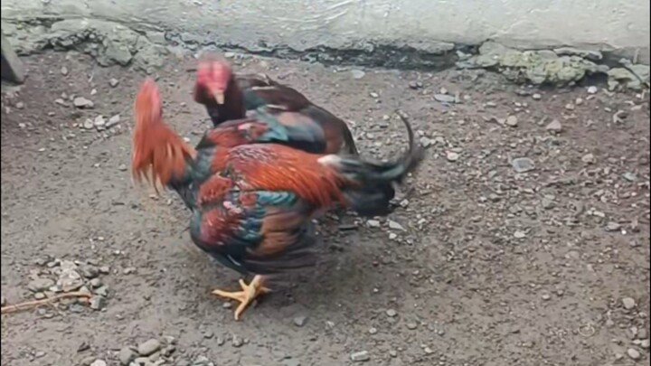 Empi Lights and El Matador practiced together.