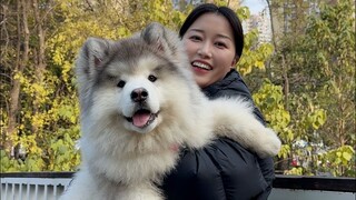 Hari ini aku mengajak anjing Alaska kesayanganku jalan-jalan dan terkagum-kagum dengan kelucuannya!
