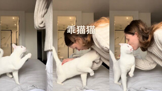 قطط مطيعة تريد أن تصافحك