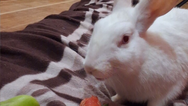Rabbit eating 🥕 🥕 🥕