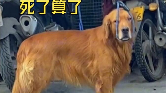 Dog: "Hey, give me some peanuts!"