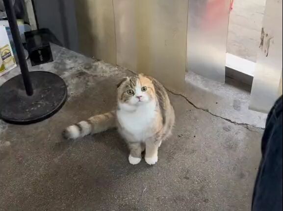 Mengapa Kucing Saya Tidak Berani Meninggalkan Toko