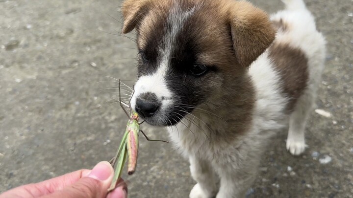 น้องหมาเร่ร่อนแสนรู้ ชีวิตแสนสุขกว่าจะมีได้ไม่ง่ายเลย