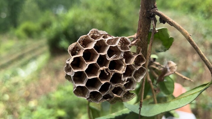 รังนกมีเยอะไม่พอ ยังได้อะไรดีๆ ที่มีคุณค่าทางโภชนาการมาด้วย