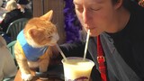 Funniest Cats and Their Human That Would Fill Up Your Day With Happiness 🥰