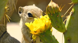 Locust-eating rat: I, the rat, am going to travel to heaven.