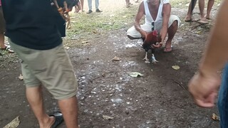 sabong kahit tag ulan💪