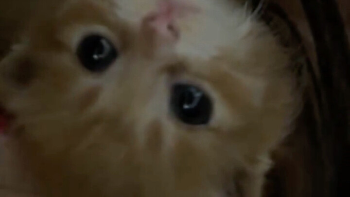 The kitten tries little cookies for the first time!