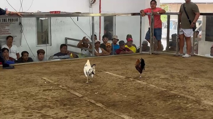 Panganay ng pure white jacket 🐓