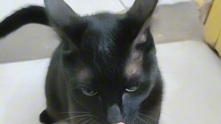 قواعد المياو: شون مياو لا يستطيع هزيمة يي جي، ساحرة الصوت!