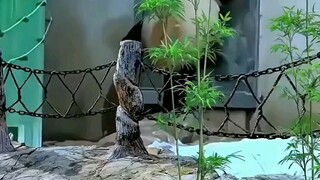 I don’t want to stay in this shitty class for even a second longer! Security guard, open the door da