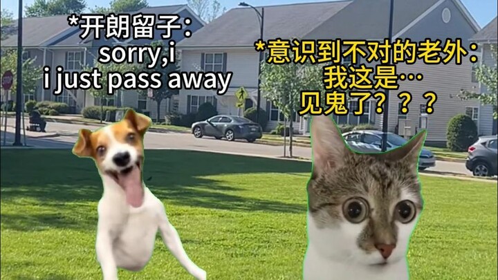 【Meme mèo】Những tình huống dở khóc dở cười khi mới ra nước ngoài vì kém tiếng Anh