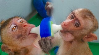 My Little Cutest Tiny Monkeys Toto & Yaya Drinking Milk For Getting Power To Play More