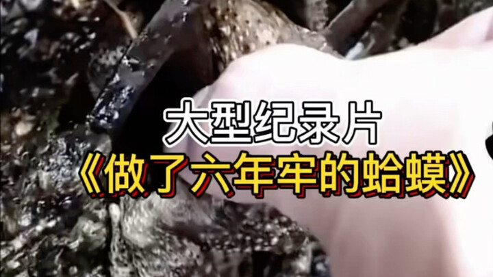 The large-scale documentary “Toad’s Prison Sentence” continues to air for you.