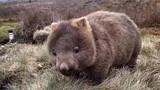 Wombat: eating grass is not helpful for losing weight