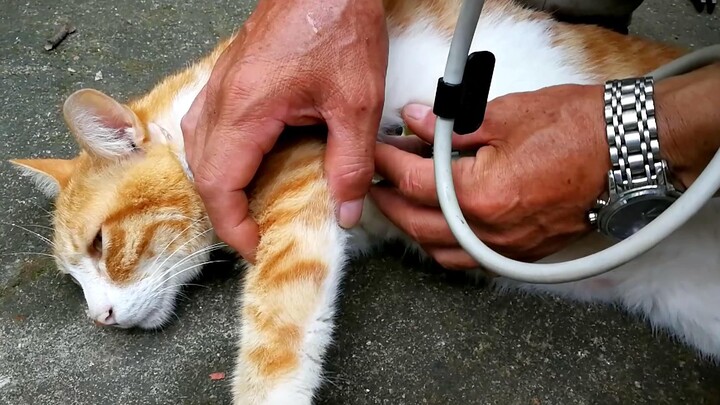 【Menemukan kucing】Catatan hari ke-230, Fanfan, semoga tenang di perjalananmu!