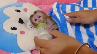 Cute Tiny Mino Sleep Drinking Milk