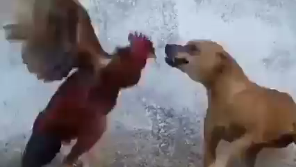 Chicken vs. Dog