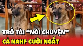 Chú chó trổ tài "NÓI CHUYỆN" khiến cả nhà CƯỜI NGẤT 😂 | Yêu Lu