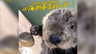 Seekor bayi berang-berang laut menunjukkan batu kesayangannya kepada seorang nelayan.