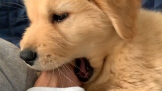 Pet | The Moment of Little Golden Retriever Instinctively Awakens