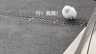 勇敢狗狗！不怕困难！不就是下水道嘛