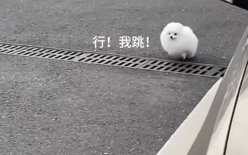 Anjing pemberani! Tidak takut kesulitan! Hanya saluran pembuangan saja kok