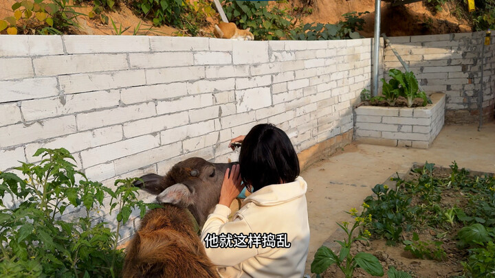The Daily Lives of the Farm’s Cute Pets: The Clingy Little Calf