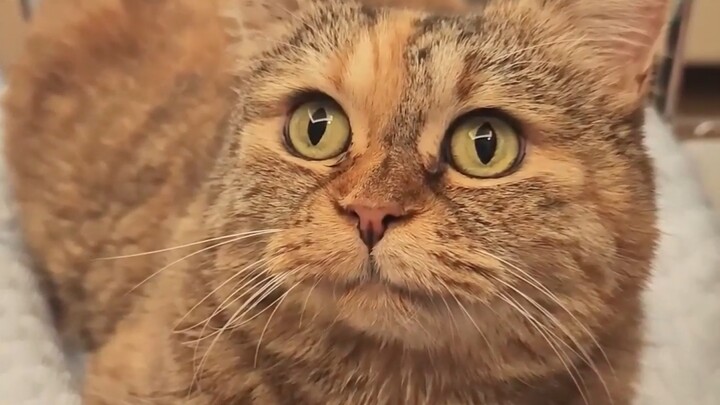 I’ve been working my tail off watching the house, and you only treat me to one dinner?