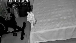 你有什么要忏悔的吗，我的人类