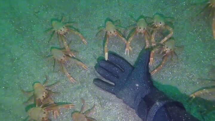Ketika tuna dan kepiting bertemu dengan penyelam, mereka semua sangat penasaran…