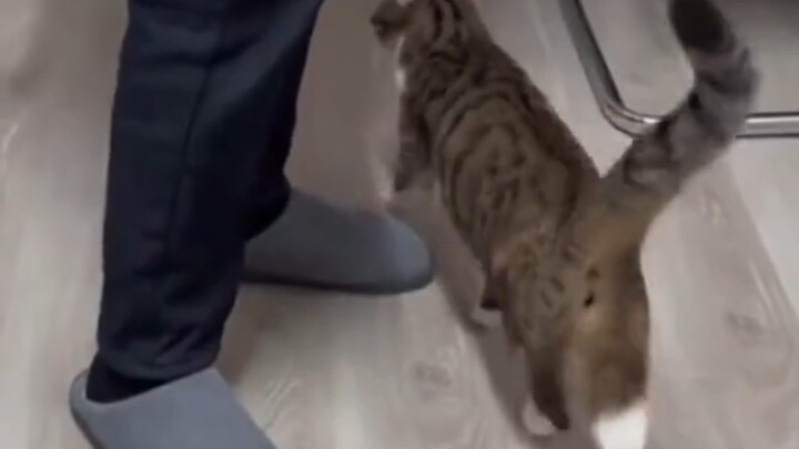 Cat Meme Voiceover Compilation