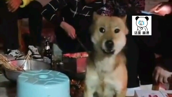 Anjing: Waduh, aku sudah jadi monster dewasa?